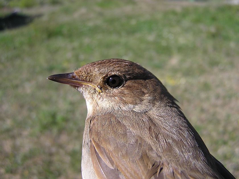 Thrush Nightingale, Sundre 20110603